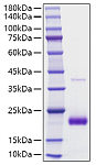 Recombinant human SECTM1 Protein (RP01731)