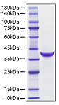 Recombinant Human PG II（PGC） Protein (RP01735)