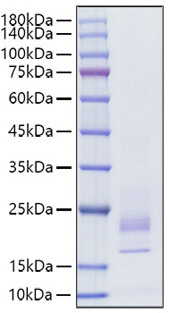 Recombinant Rat IFN-gamma Protein