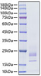 Recombinant Rat IFN-gamma Protein (RP01739)