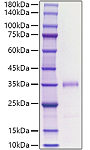 Recombinant human FGF-23/Fibroblast growth factor 23 Protein (RP01740)