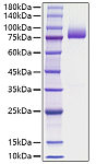 Recombinant human Prothrombin/F2 Protein (RP01742)
