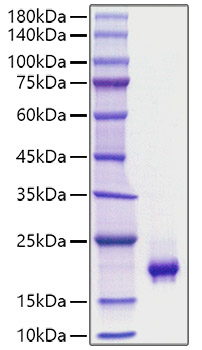 Recombinant Mouse PDGF-BB Protein
