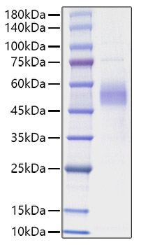 Recombinant Human IL-15 Protein