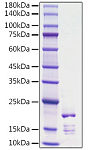 Recombinant Rat FGF-2/bFGF Protein (RP01759)