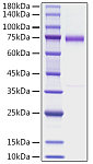 Recombinant human Olfactomedin-4/OLFM4 Protein (RP01761)