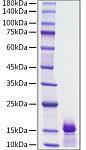 Recombinant Human PDGF-BB Protein (RP01763)
