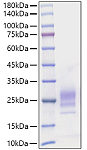 Recombinant Mouse IL-7 Protein (RP01766)