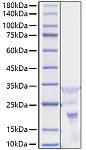 Recombinant Human PDGF-AA Protein (RP01772)