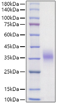 Recombinant Mouse Erythropoietin/EPO Protein