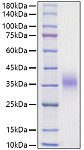 Recombinant Mouse Erythropoietin/EPO Protein (RP01775)