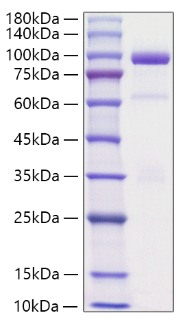 Recombinant Rat Hepatocyte growth factor/HGF Protein