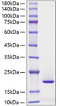 Recombinant Human MYDGF Protein (RP01790)