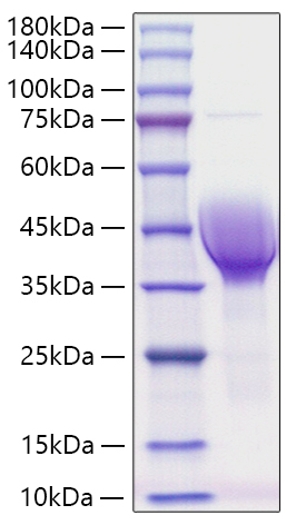 Recombinant Human CER1/DAND4 Protein