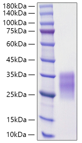 Recombinant Rat c-Kit ligand/KITLG/SCF Protein