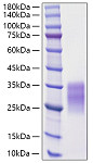 Recombinant Rat c-Kit ligand/SCF/KITLG Protein (RP01794)