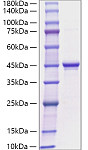 Recombinant Human GHRL/MTLRP Protein (RP01796)