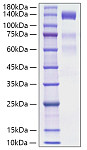 Recombinant Human VEGFR-3/FLT-4 Protein (RP01797)