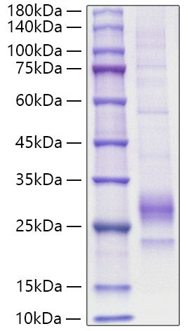 Recombinant Mouse IL-33 Protein