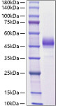 Recombinant Mouse ALK-4/ACVR1B Protein (RP01803)