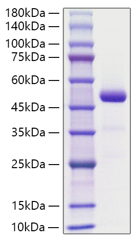 Recombinant Human RARRES2/TIG2 Protein