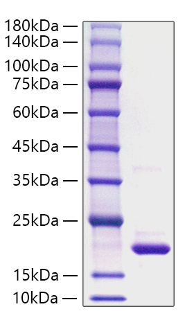 Recombinant Rat IL-1Ra/IL-1F3/IL-1RN Protein