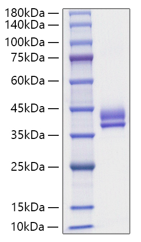 Recombinant Human Gastric inhibitory polypeptide/GIP Protein
