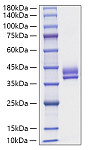 Recombinant Human Gastric inhibitory polypeptide/GIP Protein (RP01818)