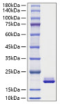 Recombinant Mouse MYDGF Protein (RP01822)