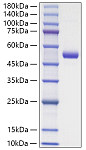 Recombinant Mouse GITR Ligand/TNFSF18 Protein (RP01824)