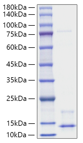 Recombinant Human Pro-neuregulin-1/NRG1 (Beta1) Protein