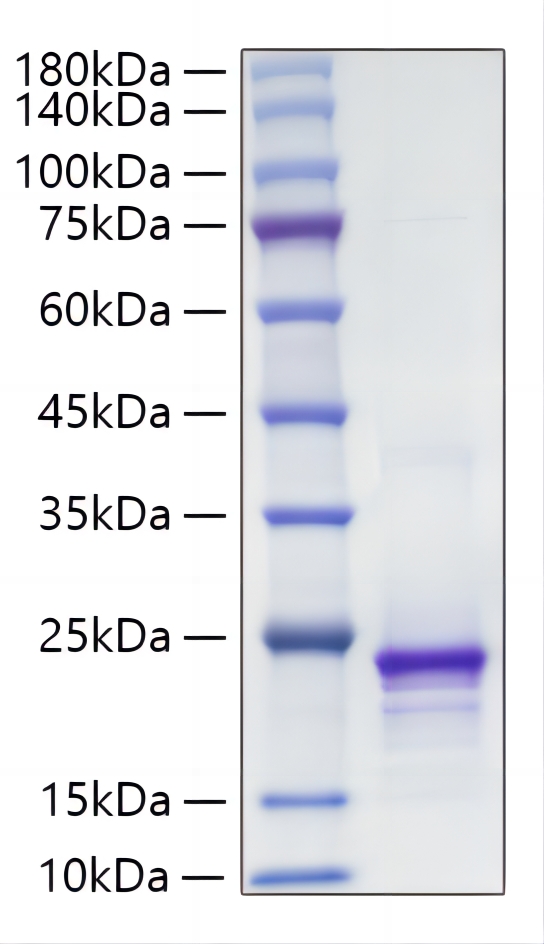 Recombinant Mouse FGF-10 Protein