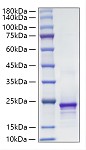 Recombinant Mouse FGF-10 Protein (RP01848)