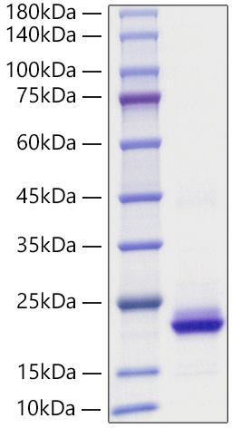 Recombinant Human CXCL2/MIP-2 Protein
