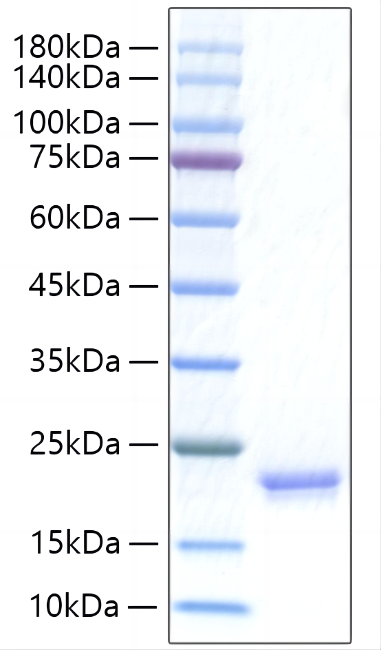 Recombinant Human IFN-alpha I/IFN17 Protein