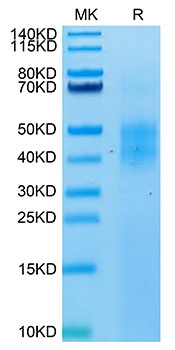 Biotinylated Recombinant Human NKG2-2A/KLRC1/CD159a Protein