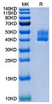 Recombinant Human CD3E&CD3D Heterodimer Protein (RP02024)