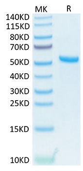 Recombinant Human TNFSF13/APRIL/CD256 Trimer Protein