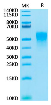Recombinant Cynomolgus TNFRSF1B/TNF-R2/CD120b Protein