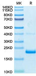 Biotinylated Recombinant Human TNF-alpha Protein (RP02081)