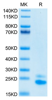Biotinylated Recombinant Human TRAIL-R2/CD262 Protein