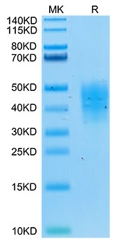 Biotinylated Recombinant Human TRAIL-R4/CD264 Protein