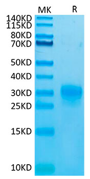 Biotinylated Recombinant Human TSLP(R127A,R130A) Protein
