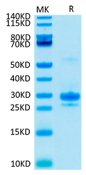 Biotinylated Recombinant Human VEGF-A/VEGF165 Protein