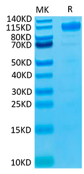Biotinylated Recombinant Human FLT-1/VEGFR-1 Protein