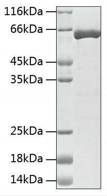 Recombinant Human HSP70 Protein