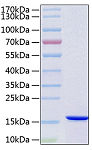 Recombinant Human VAMP-B/VAMP-C Protein (RP02136)