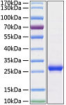 Recombinant Human TFPI-2 Protein (RP02148)