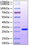 Recombinant Human BTN3A3 Protein (RP02154)