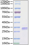 Recombinant Human VSIG2 Protein (RP02170)